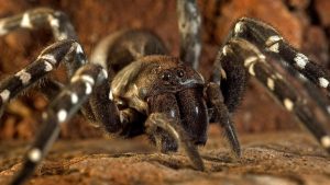 Endemic Wolf Spider Desertas Madeira Portugal Hogna Ingens
Iles Desertas Madère Portugal