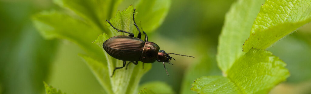 Insect of Madeira 