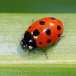 Insect Ladybug of Madeira