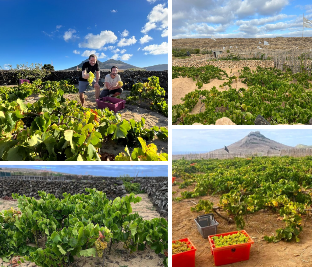 Porto Santo Wines