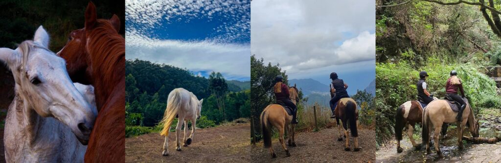 Horseback Riding Madeira Quinta do Riacho Equine Village