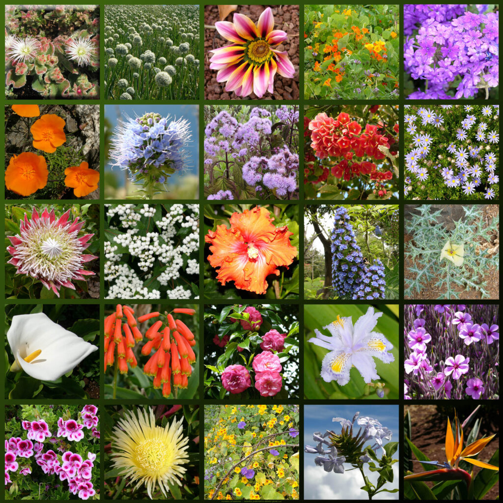 MAdeira Flowers 
Madiera Botanical
