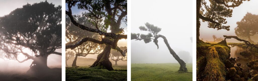 Fanal Forest Madeira Island Portugal