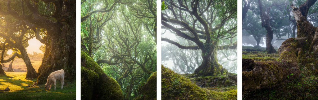 Fanal Mystical Forest Madeira Portugal