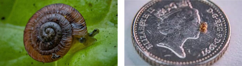 Albinaria helenae snails being reintroduced on Desertas Islands Madeira Portugal
