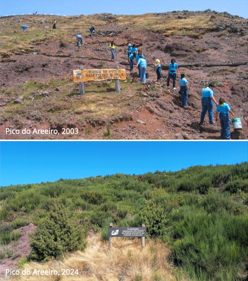 Reforestation Madeira island, Portugal